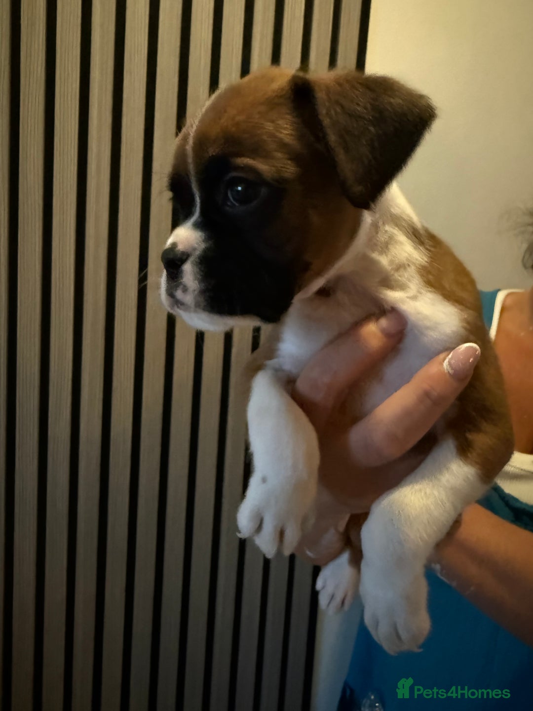 Boxer dogs for sale: Flashy boxer/red - natural bob tail/tail  - Image 6