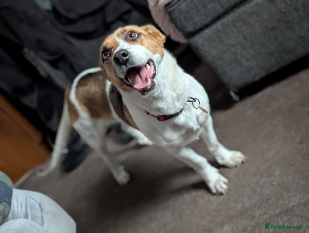 Mixed Breed dogs for sale: Pretty Pixie 😍 - Image 12