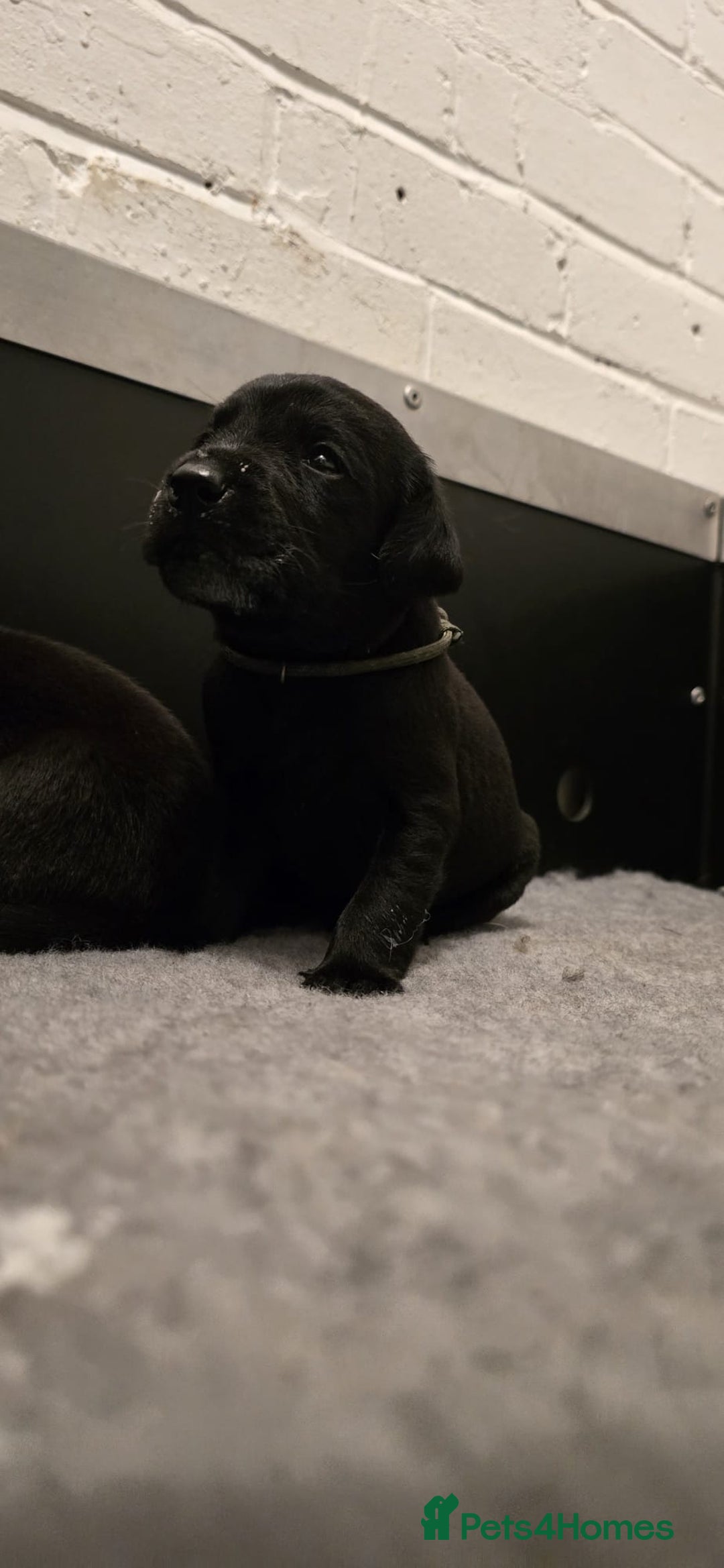 Labrador Retriever dogs for sale: Beautiful boys - Image 7