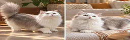 Munchkin cats for sale: Show-Quality Minuet Kittens – Rare in the UK - Advert 11