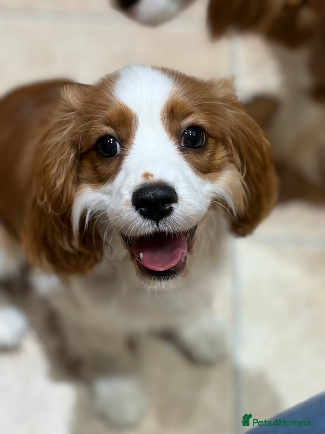Cavalier King Charles Spaniel dogs for sale: Beautiful KC registered Blenheim Boy - Advert 1