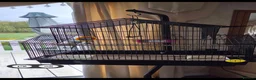 Budgerigars birds for sale: Blue Budgie and Cage with stand - Advert 3