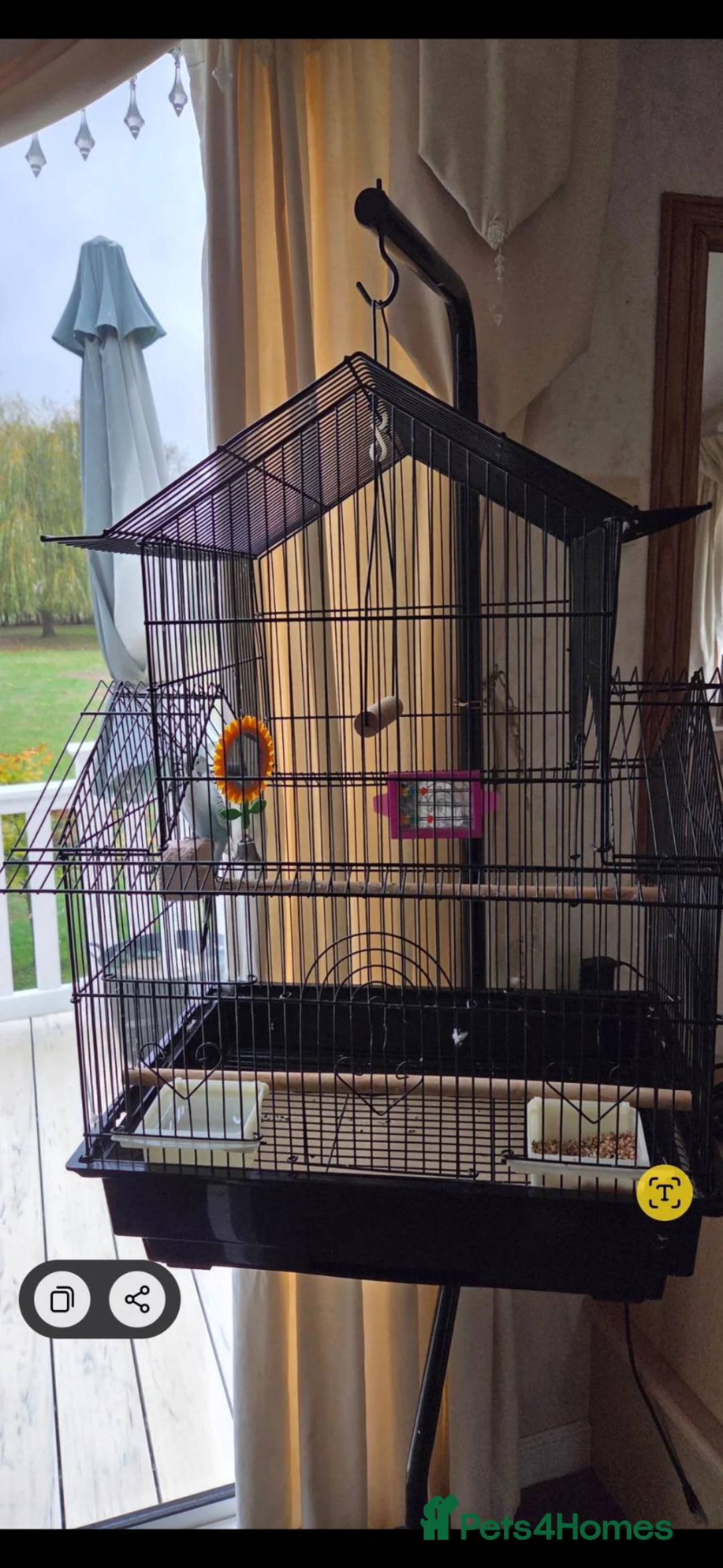 Budgerigars birds for sale: Blue Budgie and Cage with stand - Advert 3