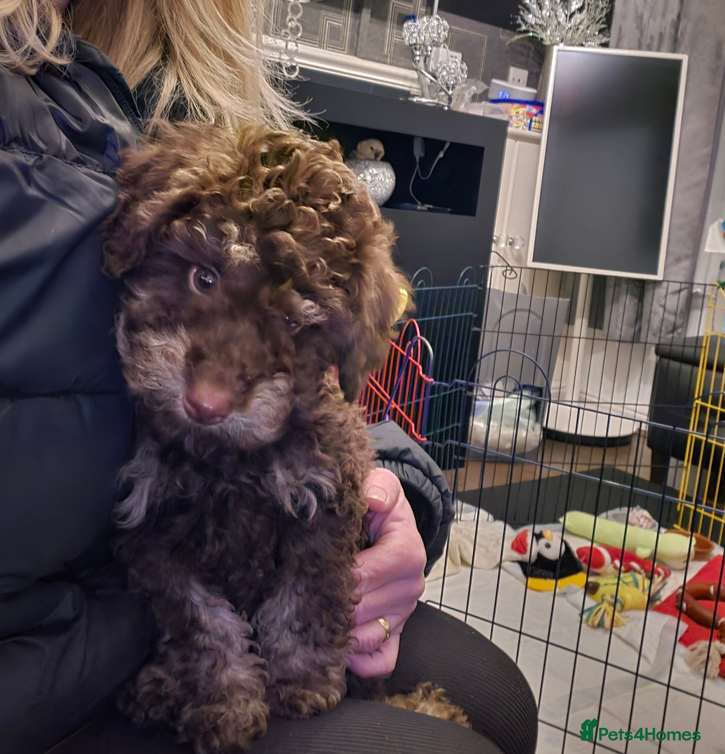 Doxiepoo dogs Beautiful toy poodle phantom rare colour 3/4 pups - Advert 11