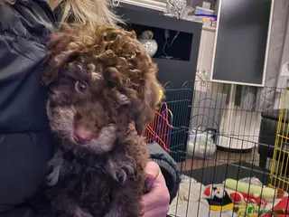 Doxiepoo dogs Beautiful toy poodle phantom rare colour 3/4 pups - Advert 11