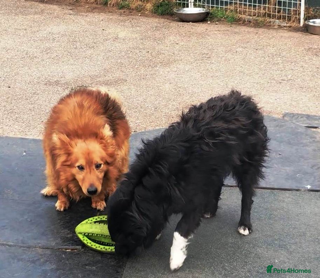 Mixed Breed dogs for adoption: MONTY & DAISY an example of Resilience &Friendship - Image 9