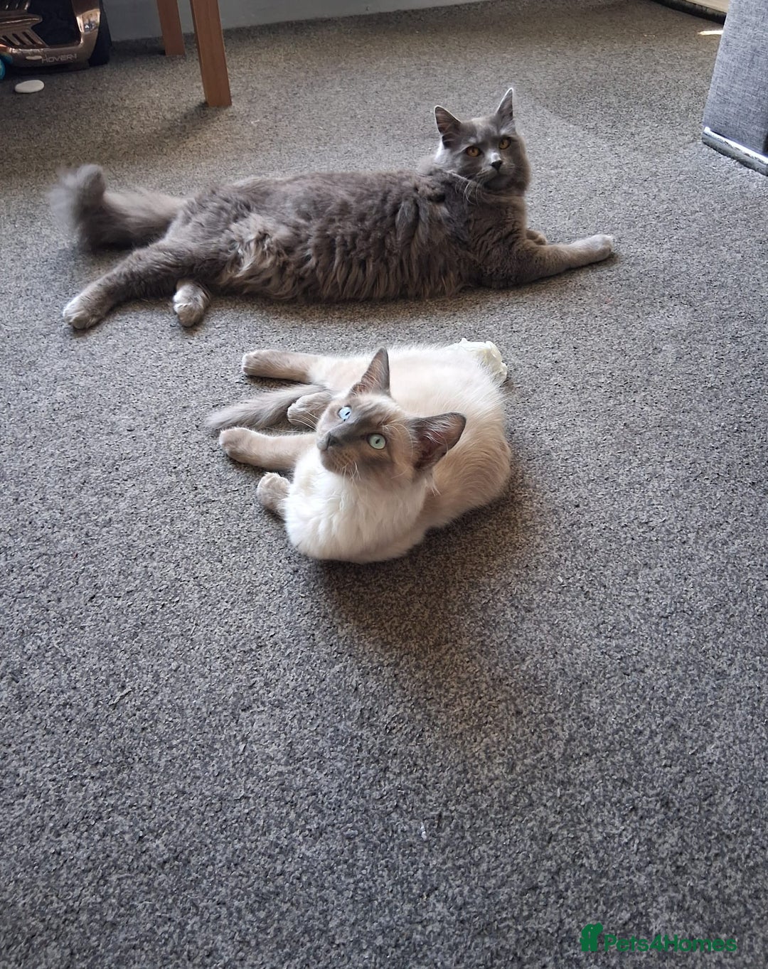 Ragdoll cats for sale: Two stunning brothers looking to be rehomed - Advert 2