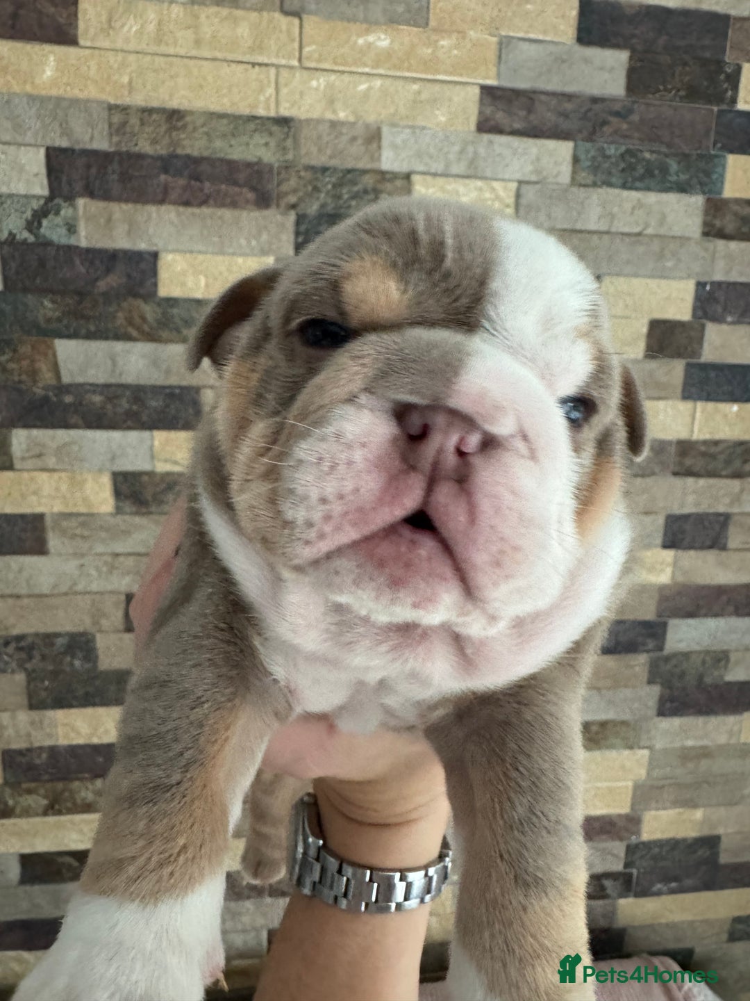 English Bulldog dogs for sale: English bulldogs  - Advert 3