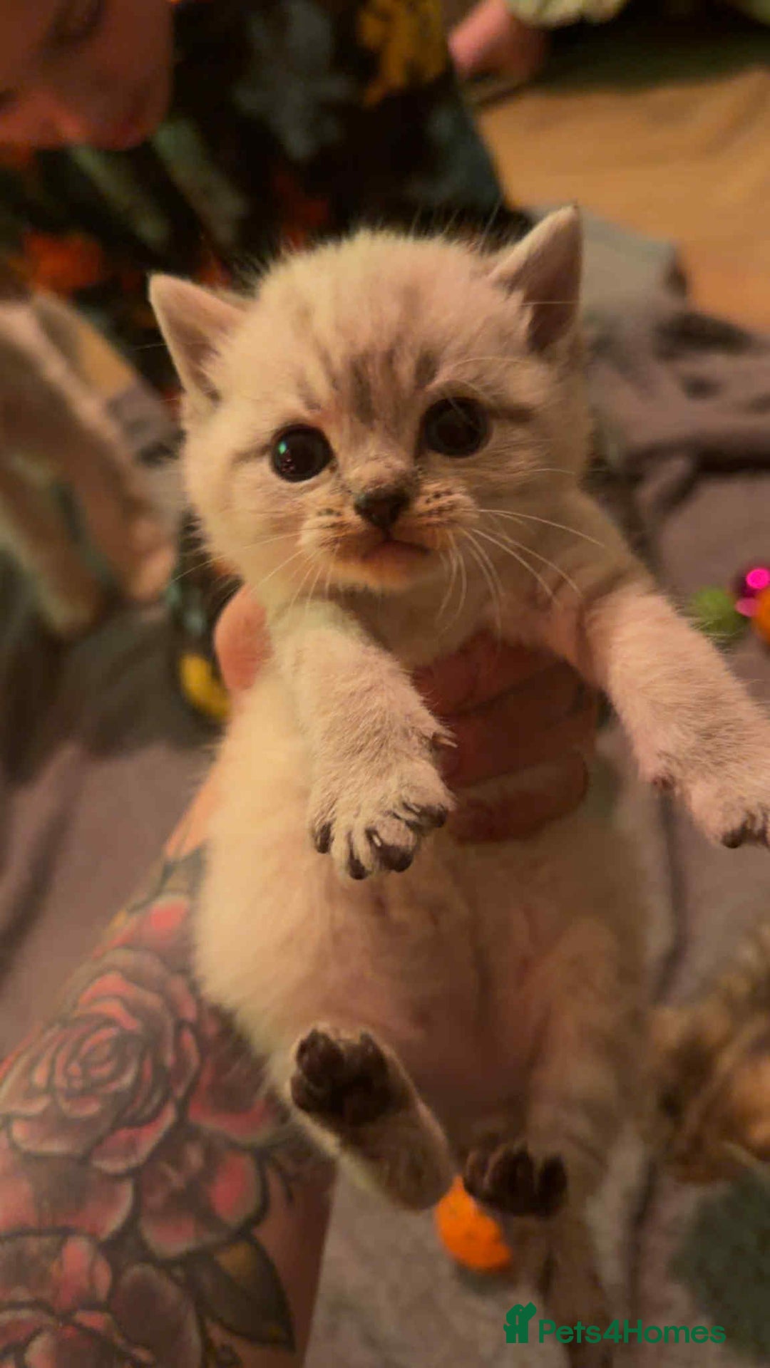 British Shorthair cats for sale: British shorthair kittens  - Advert 5