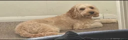 Cockapoo dogs for sale: Teddy - 1 year old male cockapoo  - Advert 4