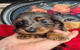 Miniature Dachshund dogs for sale: ⚜️KC PRA clear Miniature Dachshund Puppies  - Image 6