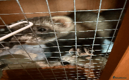 Ferret rodents for sale: FERRET FOR SALE - Image 8