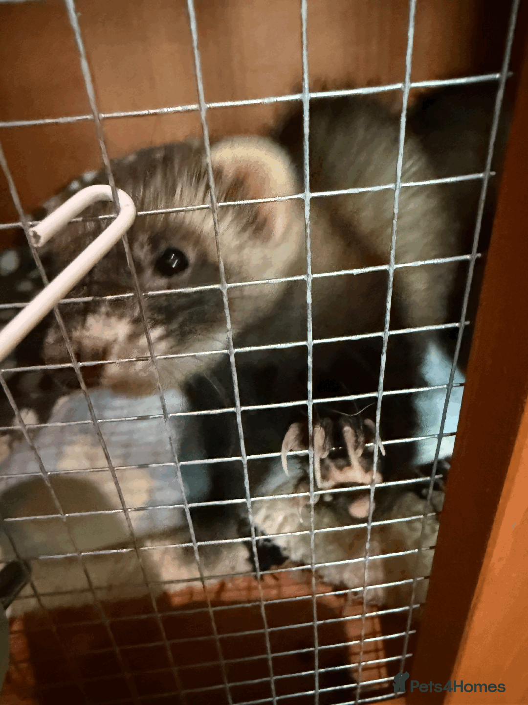 Ferret rodents for sale: FERRET FOR SALE - Image 8