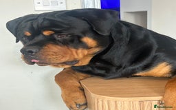 Rottweiler dogs for stud: Stunning solid male Rottweiler  - Image 6