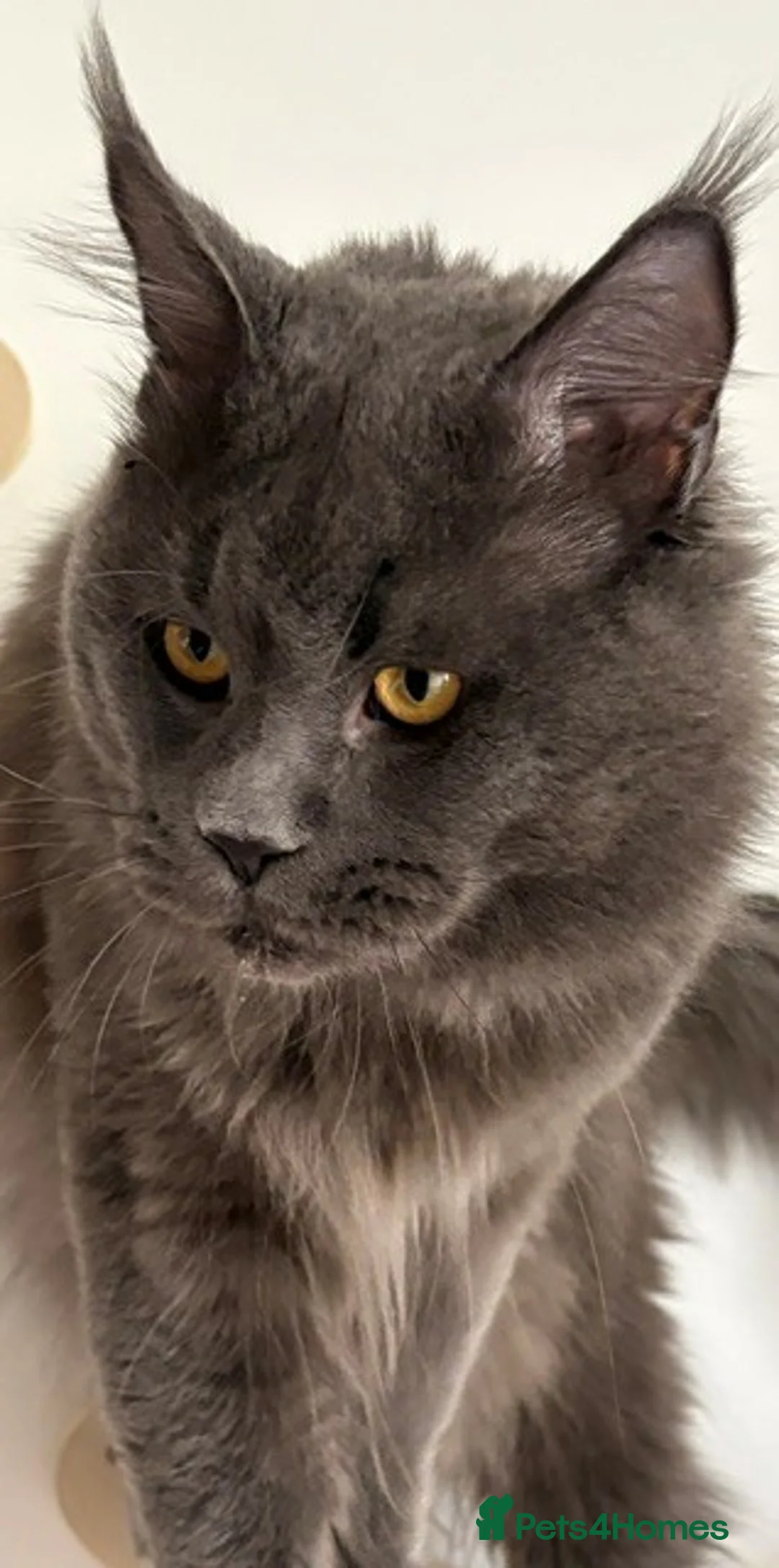 Maine Coon cats for sale: Beautiful Maine Coon Kittens, 2 Boys & 2 Girls - Advert 2