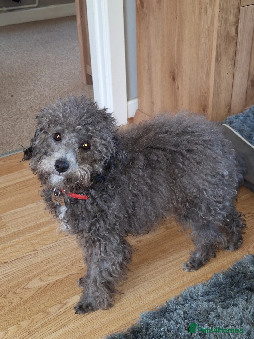 Cockapoo dogs for sale: Tiny cockerpoo in Port Talbot - Advert 1