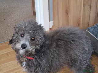 Cockapoo dogs Tiny cockerpoo - Advert 1