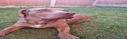 Mixed Breed dogs for sale: American bulldog staff x chow in Telford - Advert 2