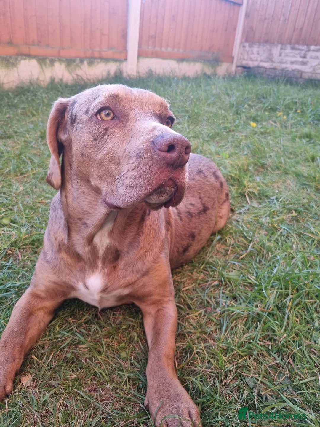 Mixed Breed dogs for sale: American bulldog staff x chow in Telford - Advert 2