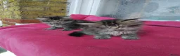 Mixed Breed cats for sale: Mixed persain and ragdoll kittens for sale,  - Advert 5