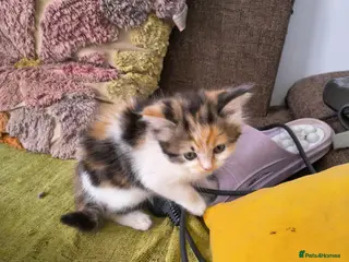 Persian cats Persion x - Advert 3