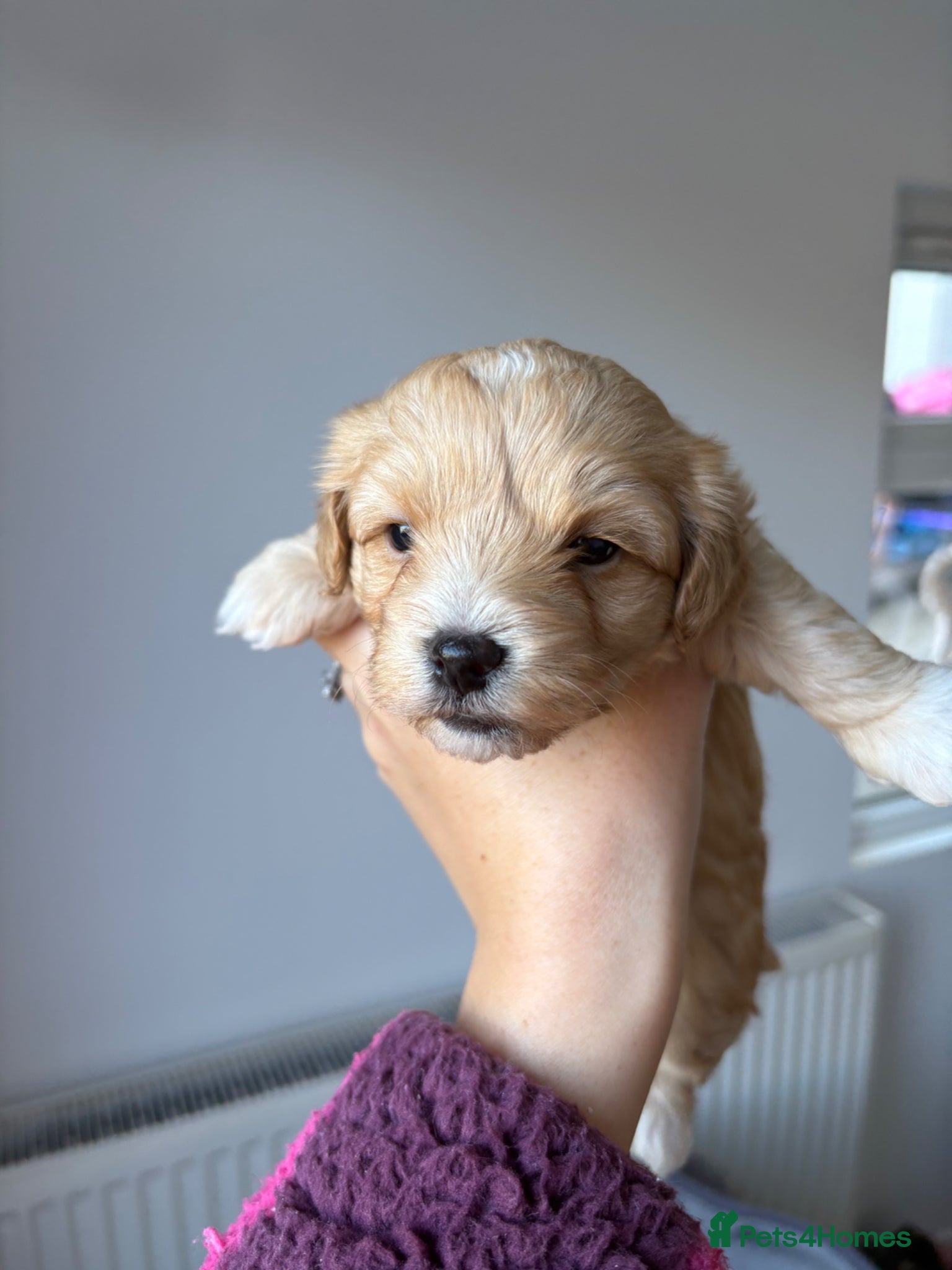 Maltipoo dogs 4 toy maltipoos  - Advert 2