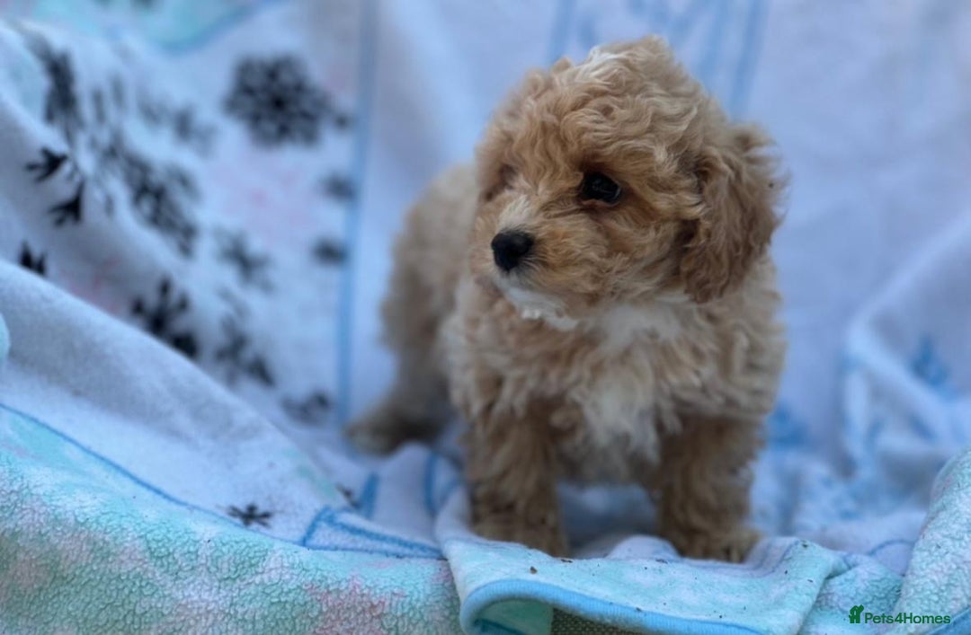Poochon dogs for sale: Beautiful Poochons  - Image 19