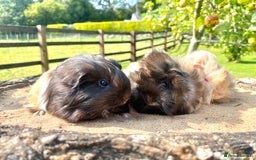 Guinea Pig rodents for sale: Long haired Guinea Pigs For Sale - Image 1