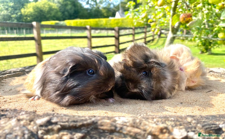 Guinea Pig rodents - Advert 2