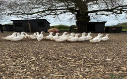 Ducks poultry for sale: Ready to lay Cherry Valley Female Ducks  - Image 1
