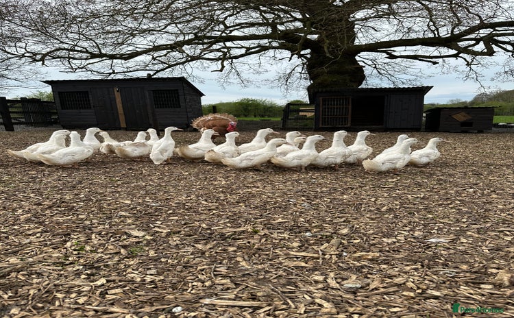 Ducks poultry - Advert 3