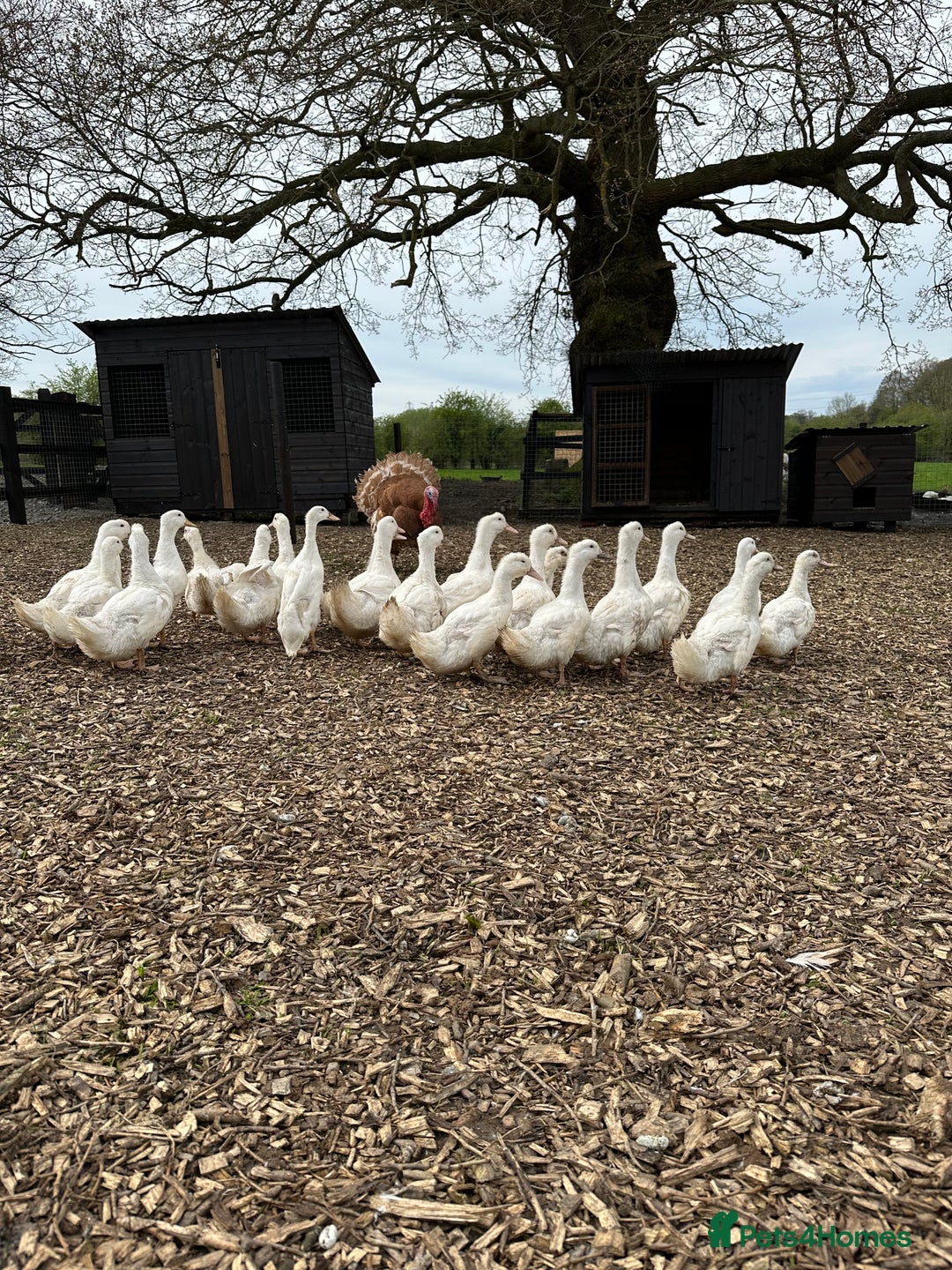 Ducks poultry for sale: Ready to lay Cherry Valley Female Ducks  - Image 1