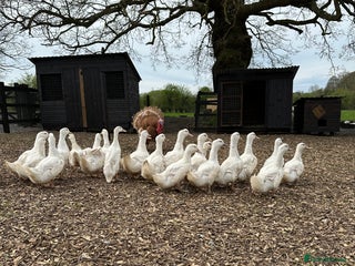 Ducks poultry - Advert 11