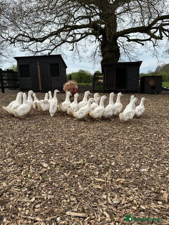 Ducks poultry - Advert 3