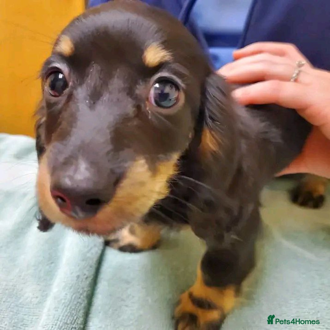 Miniature Dachshund dogs for sale: Charming Miniature Dachshund Puppies   - Image 5