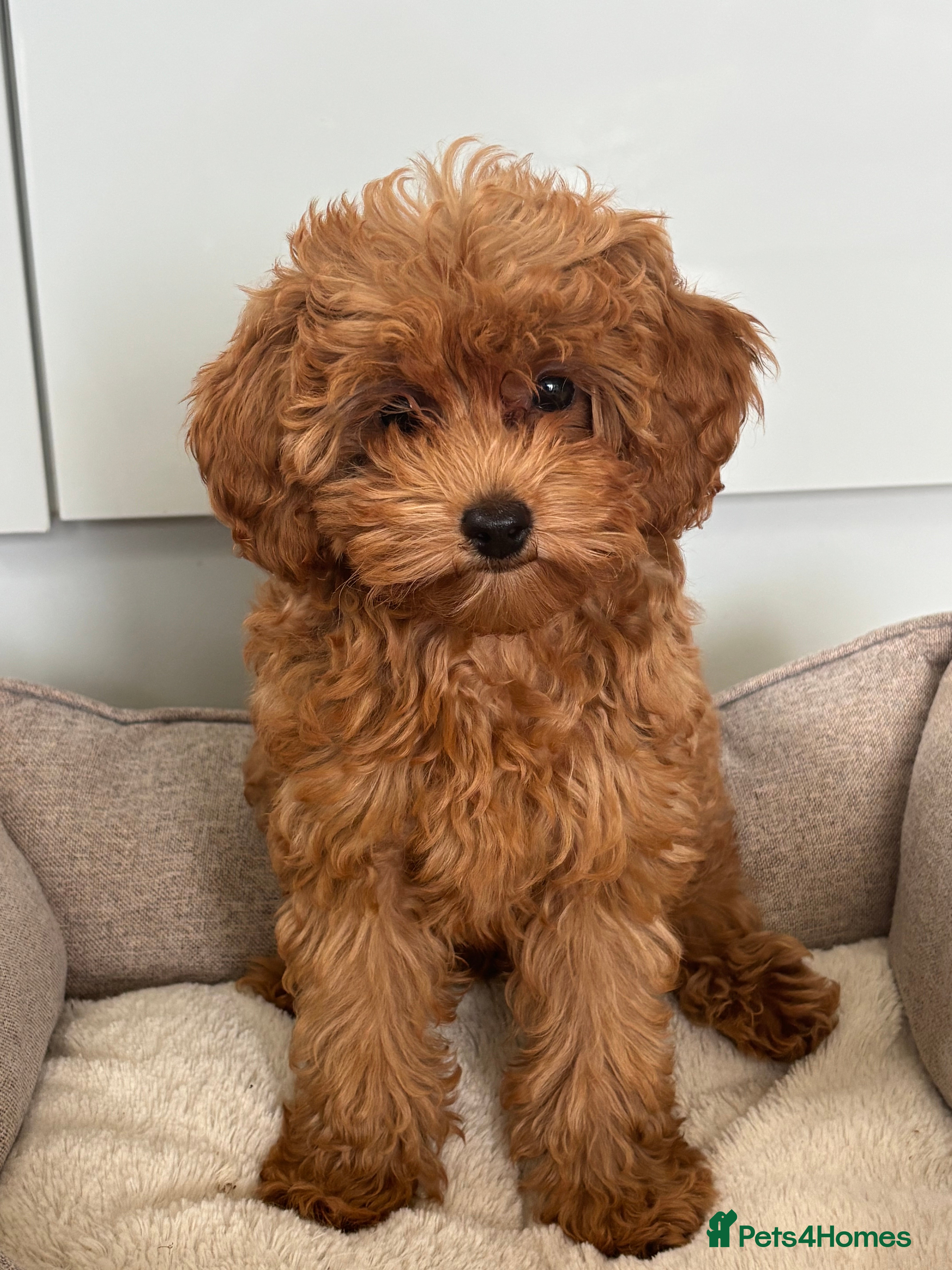 Cavapoo dogs Family Raised Cavapoo Puppies ready to Reserve!  - Advert 2