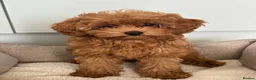 Cavapoo dogs for sale: Family Raised Cavapoo Puppies ready to Reserve!  - Advert 14