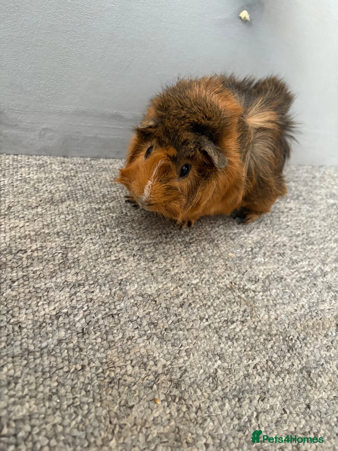 Guinea Pig rodents for sale: 2 male Abyssinian guinea pigs  in Radstock - Advert 2