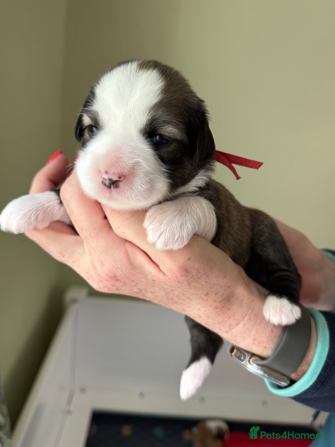 Tibetan Terrier dogs for stud: Tibetan Terrier for Stud Duties - Image 18