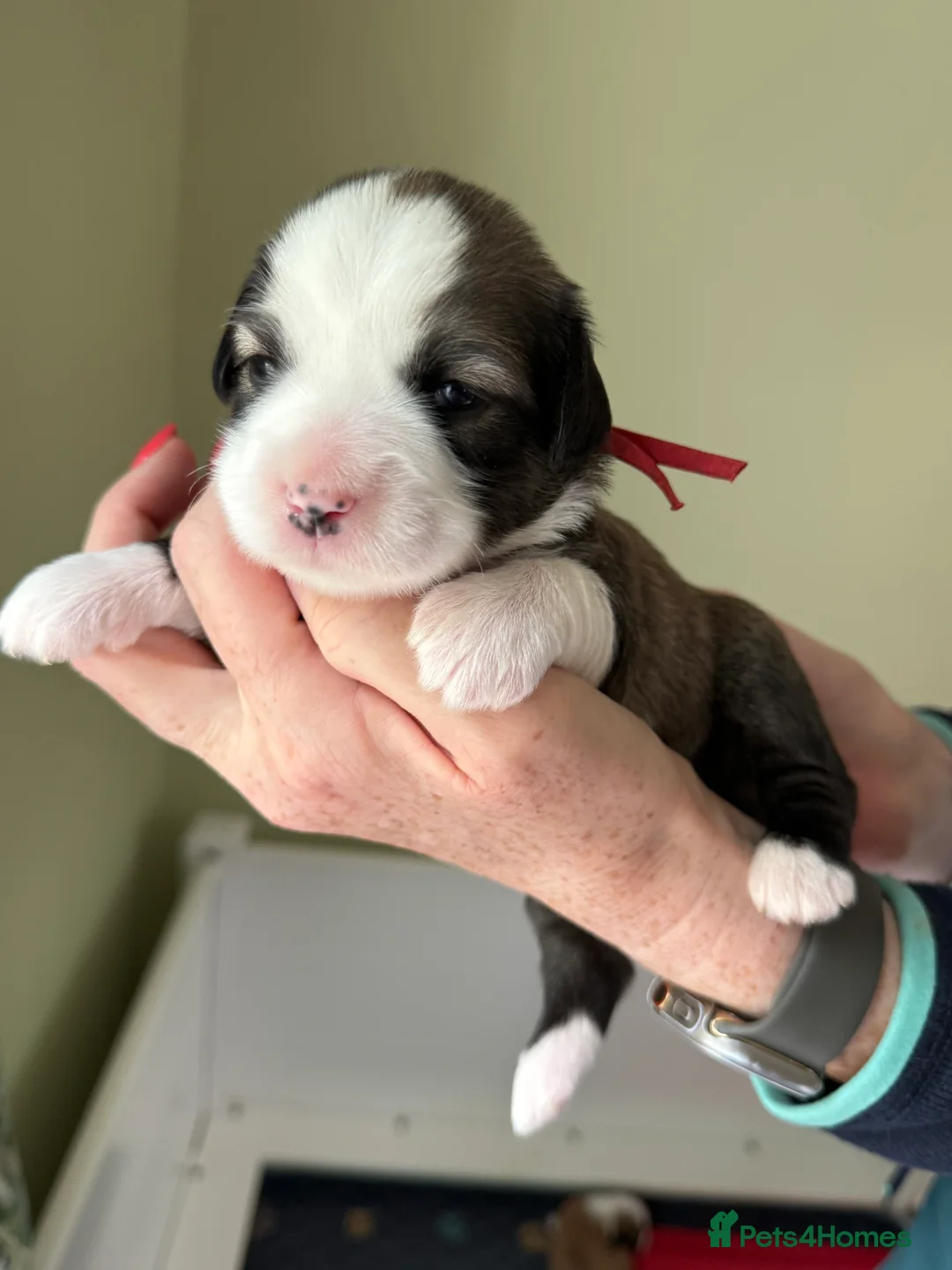 Tibetan Terrier dogs for stud: Tibetan Terrier for Stud Duties - Advert 17