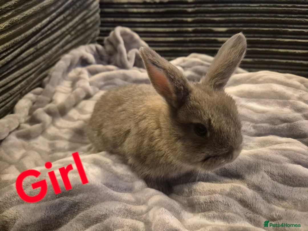 Mini Lop rabbits for sale: Beautiful mini lops  - Advert 1