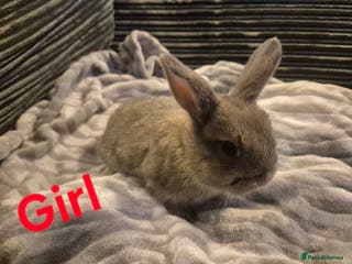 Mini Lop rabbits Beautiful mini lops - Advert 2