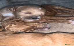 Cockapoo dogs for sale: Cockapoos  - Image 7