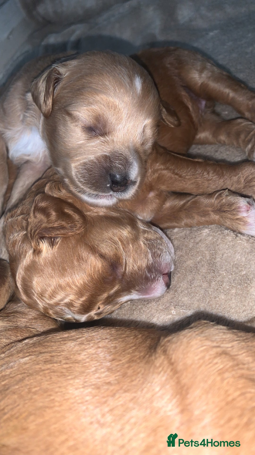 Cockapoo dogs for sale: Cockapoos  - Image 7