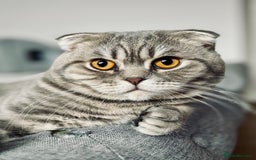 Scottish Fold cats for sale: Scottish Fold - Adorable Indoor Cats  - Image 1