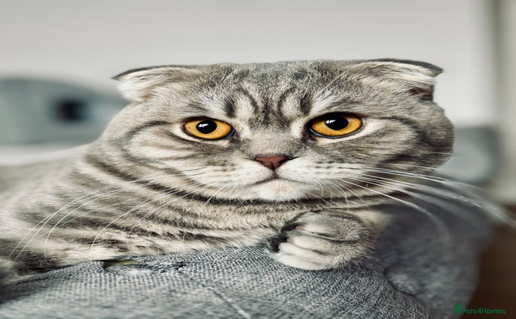 Scottish Fold cats - Advert 1