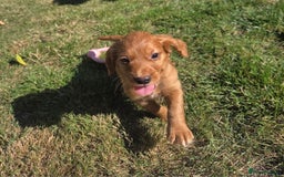 Cocker Spaniel dogs for sale: Working cocker spaniel pups - Image 1