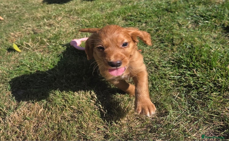 Cocker Spaniel dogs - Advert 1