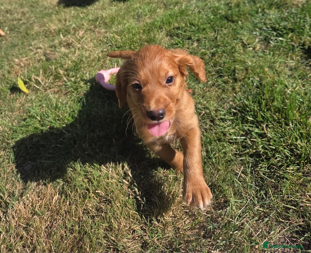 Cocker Spaniel dogs for sale: Working cocker spaniel pups - Image 1