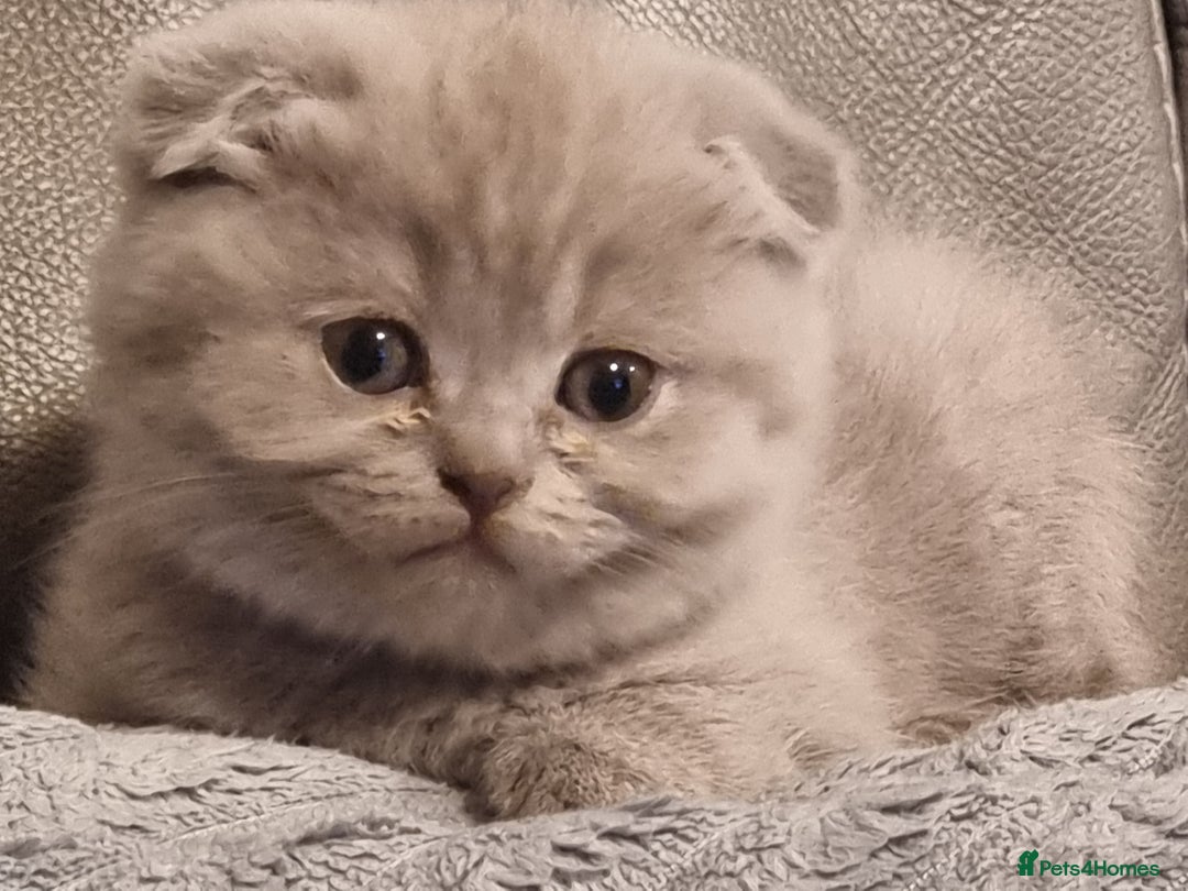 Scottish Fold cats for sale: Very Friendly Kittens, Pedigree Scottish Fold  - Image 8
